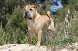 SHAR-PEI 264